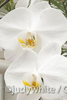 Phalaenopsis Moth Orchid Oriental Dream