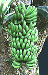 Banana (Musa)