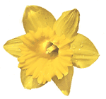 Narcissus ‘King Alfred’ Daffodil