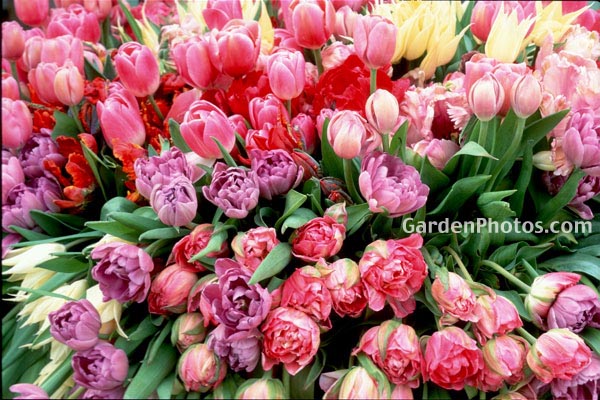2gardensphotoslo5547