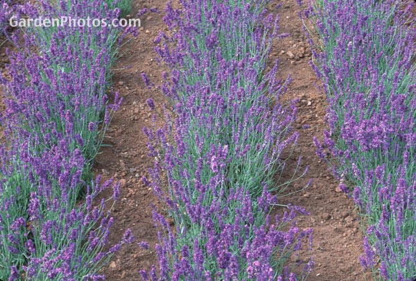 7gardenphotoslo23889