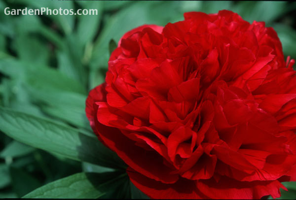 8gardenphotoslo23869