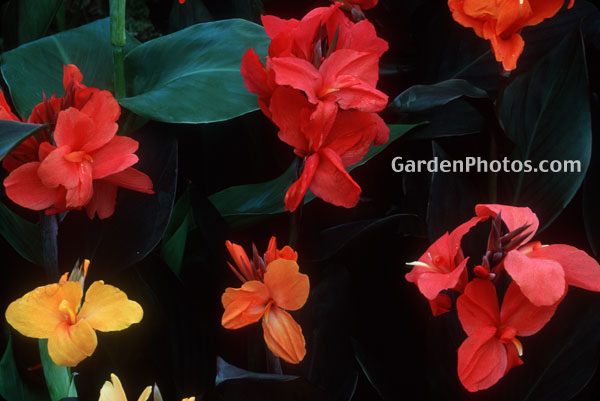 gardenphotoslo23883