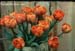 5gardenphotoslo17110