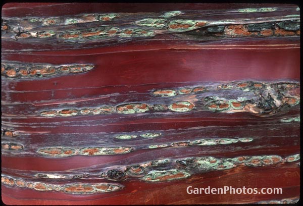 agardenphotoslo11376