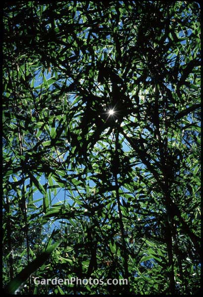 gardenphotoslo1681