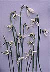 Galanthus Still Life Bouquet (Snowdrops)