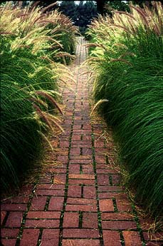 Pennisetum alopecuroides ornamental grass and brick pathway