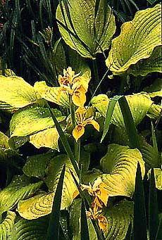 Hosta Piedmont Gold and Iris pseudacorus